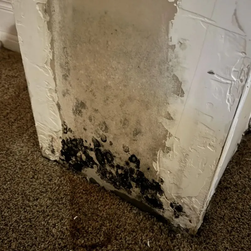 Professional Mold Removal in Deuel County, NE